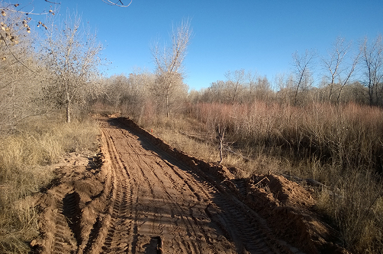 Photo of a plowed path in the Rio Grande Bosque for the Sierra Club Rio Grande Chapter website
