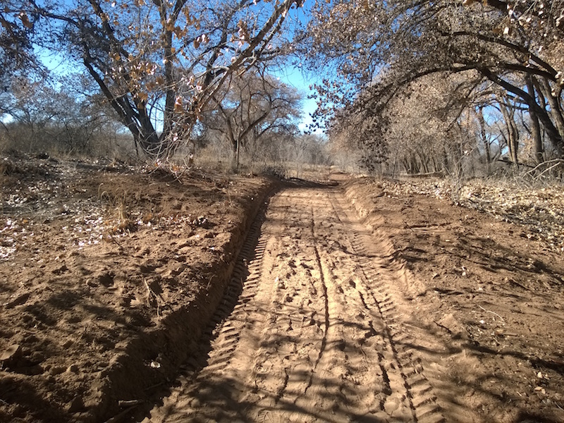 Mayor Refuses to Meet with Bosque Action Team Photo of Albuquerque bosque with city-bulldozed trail