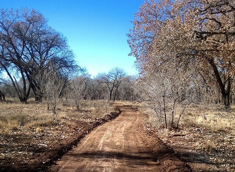 City Councilor Benton Files Legislation to Halt Bosque Construction Photo of a plowed path in the Rio Grande Bosque for the Sierra Club Rio Grande Chapter website