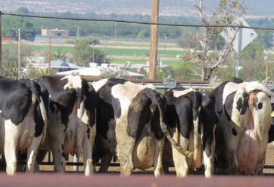 Volunteers monitoring dairies Image of dairy cows