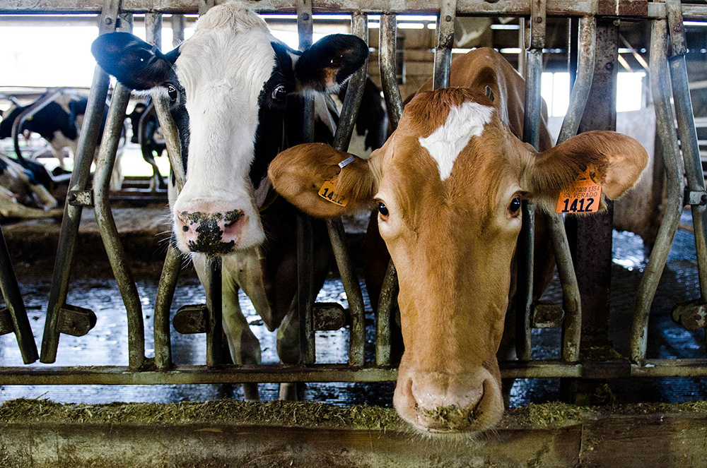 Photo of cows in a dairy farm for the Sierra Club Rio Grande Chapter website