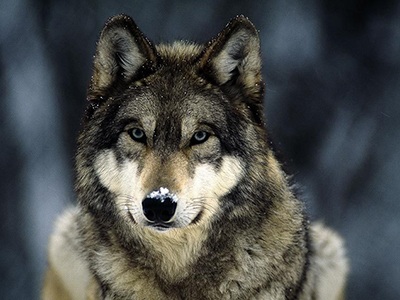 Wildlife Wildlife