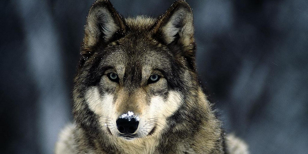 Game Commission agenda includes Ladder Ranch wolves photo of wolf