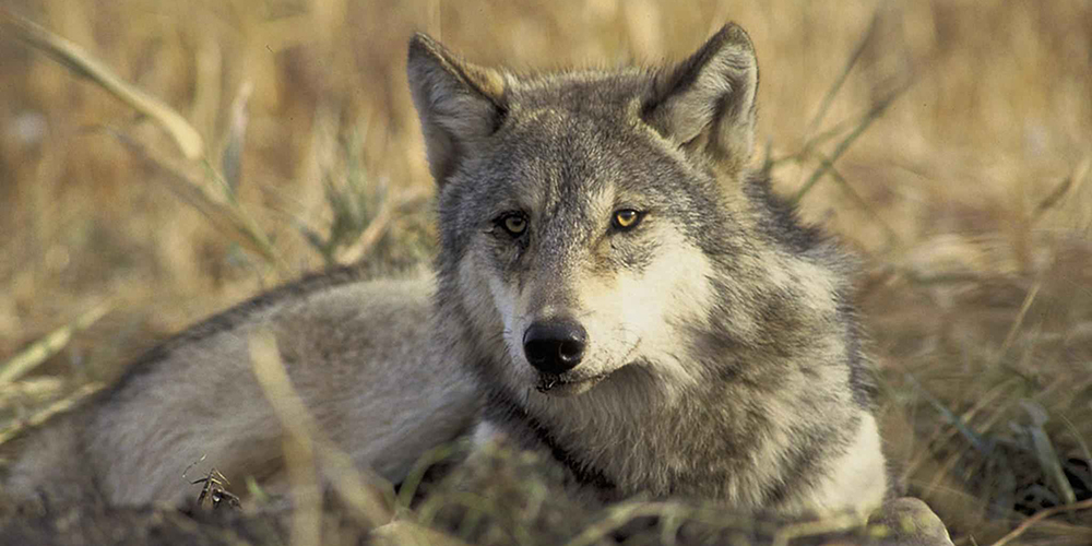 Sierra Club launches Returning Wolf to Texas Initiative Sierra Club launches Returning Wolf to Texas Initiative