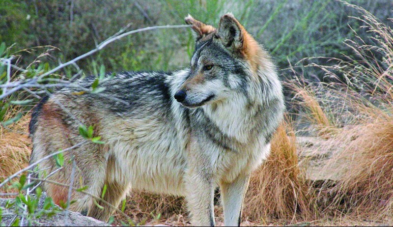 What is an endangered wolf worth? What is an endangered wolf worth?