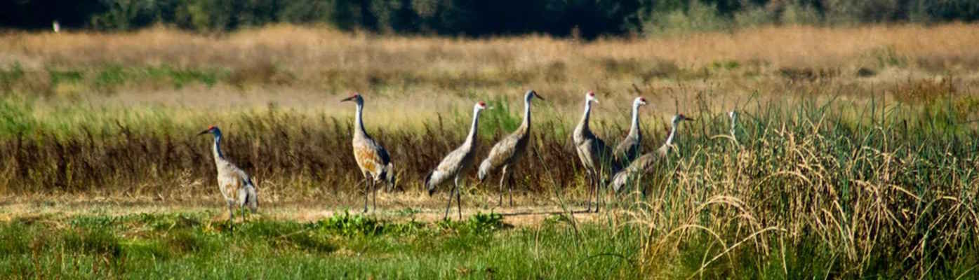 Photo of sandhill cranes