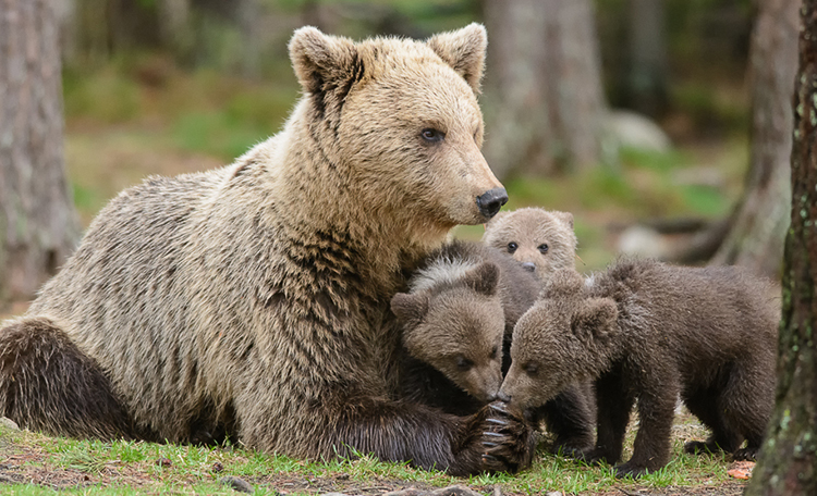 New Game Commission, old allegiances Photo of a brown bear cub for the Sierra Club Rio Grande Chapter website.