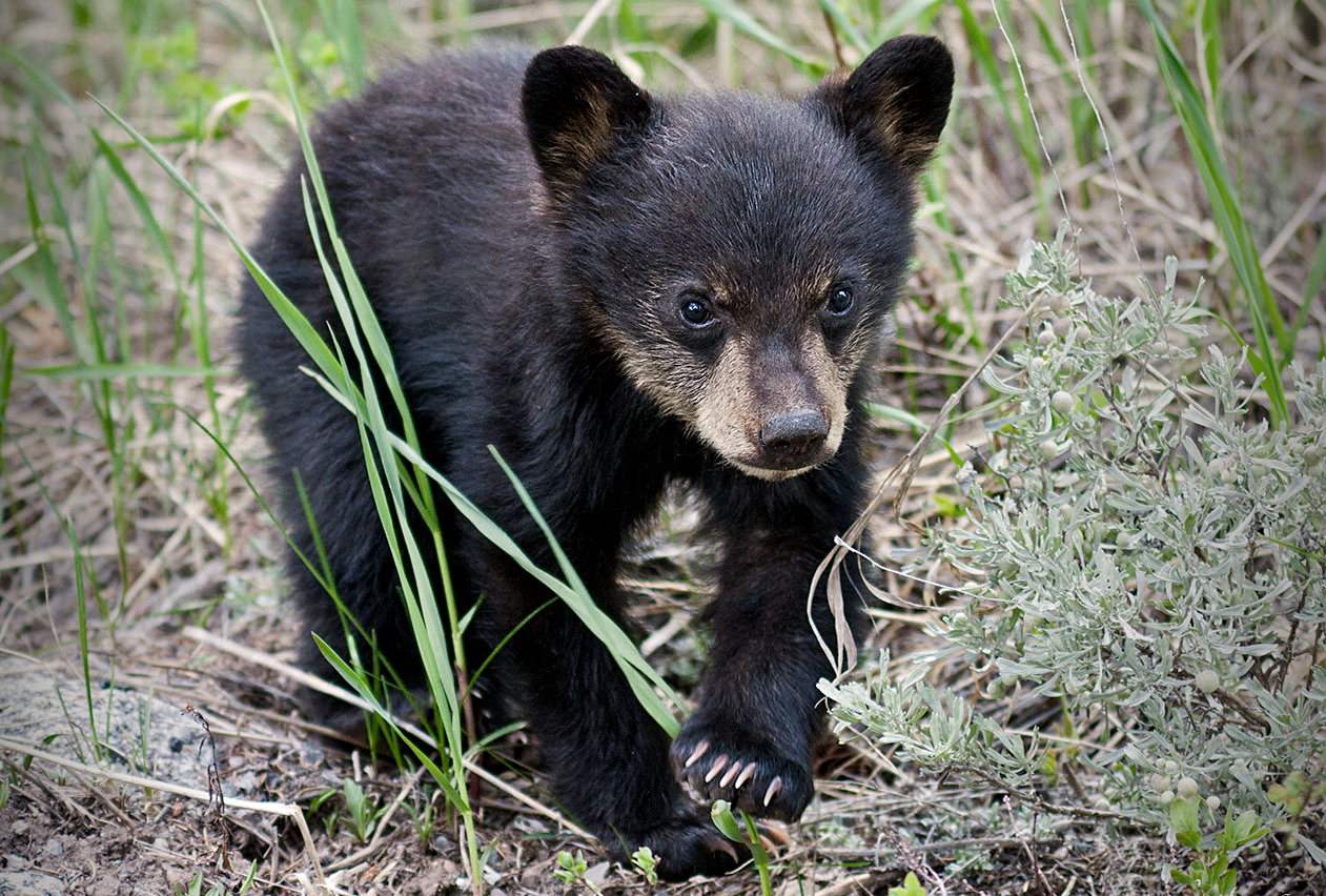Photo of a black bear cub for the Sierra Club Rio Grande Chapter website.