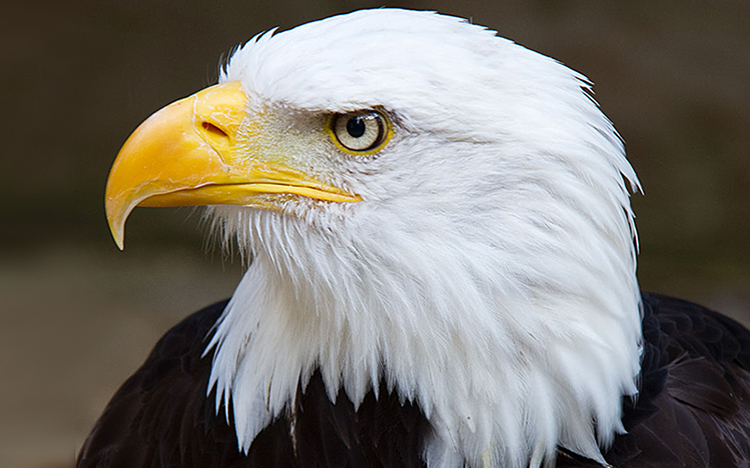 Bald eagle photo for the Sierra Club Rio Grande Chapter website