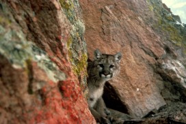 New Mexico’s iconic cougars and bears: more valuable than a stuffed trophy
