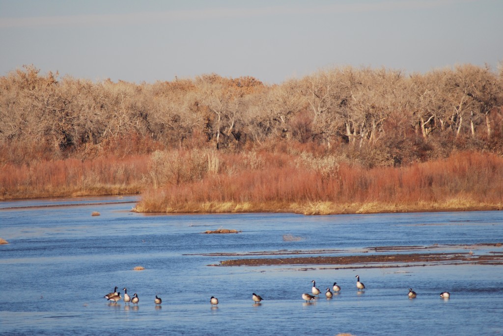 Photo of Canada Geese in the Rio Grande Bosque