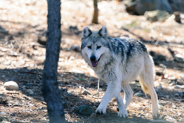 News from the NM Game Commission Photo of gray wolf
