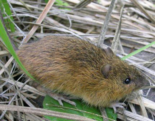 photo of meadow jumping mouse
