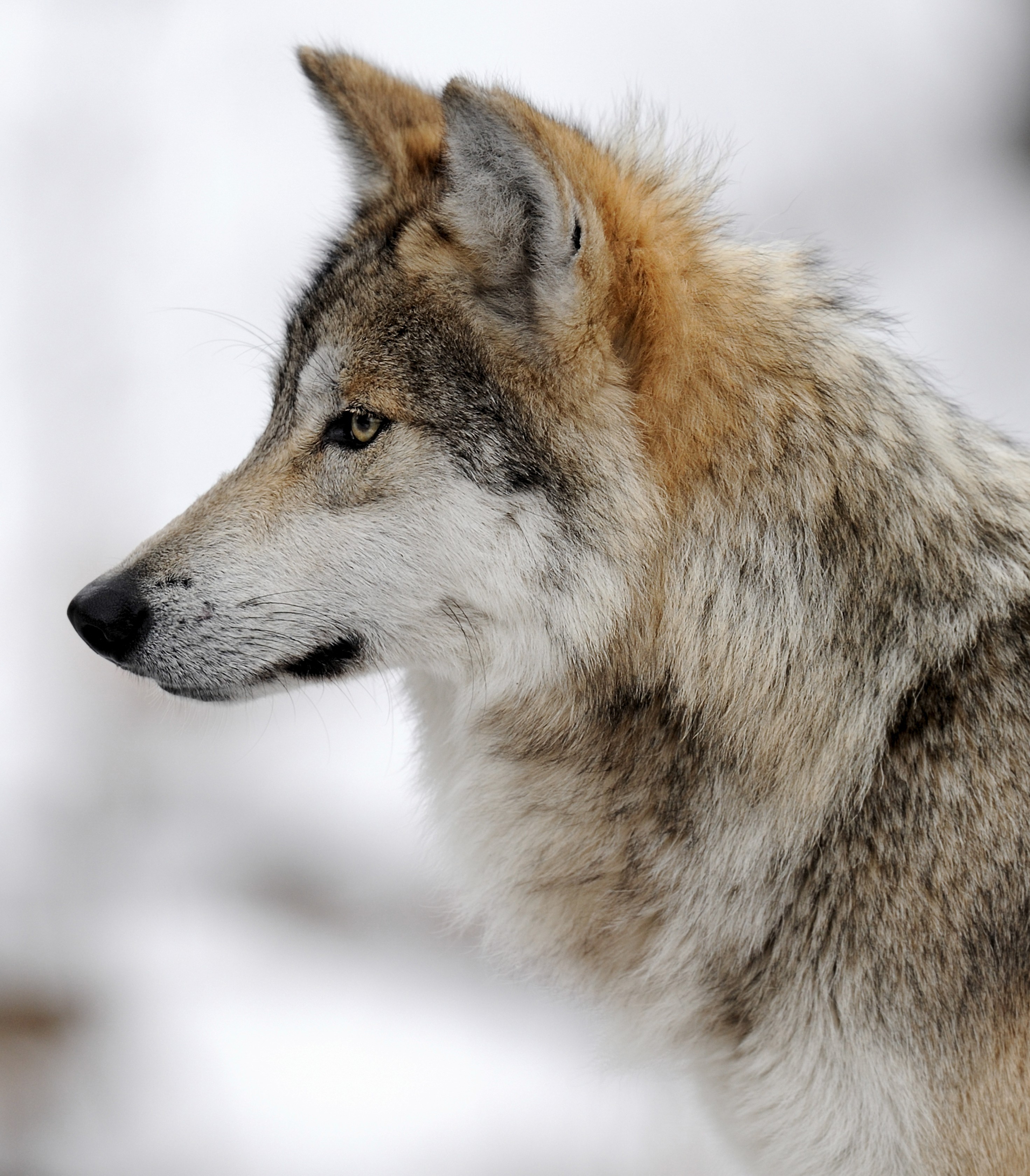 Don’t Kill Wolves – Let Them Migrate photo of wolf