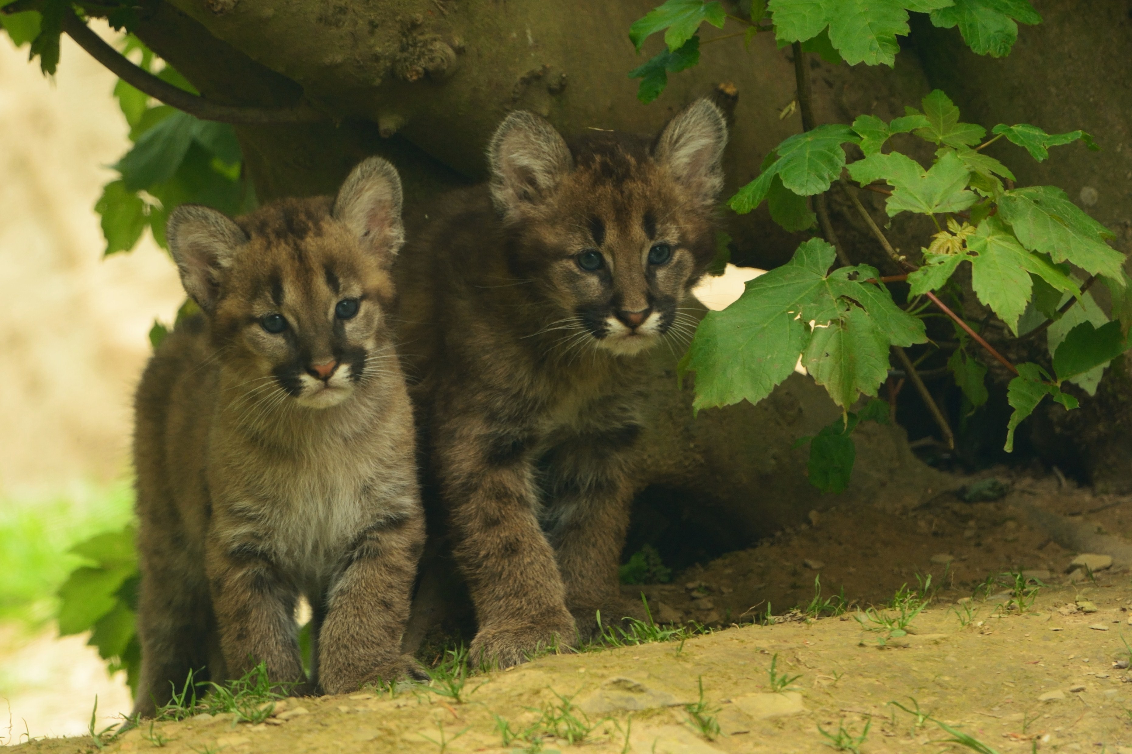 Cougar Kittens, photo by Anne Marie Kalus