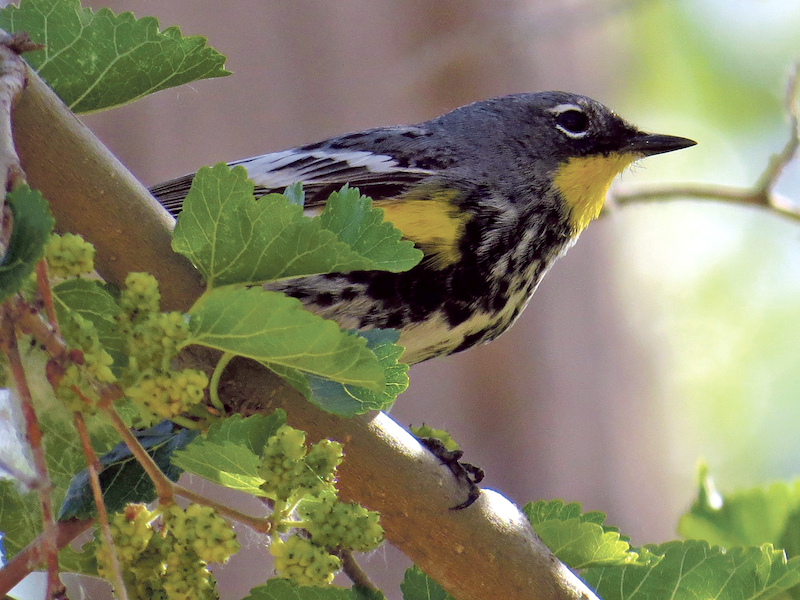 Steering out thoughts toward ravens, wrens and trees Steering out thoughts toward ravens, wrens and trees