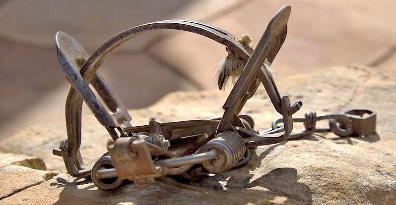 It’s trapping season – beware