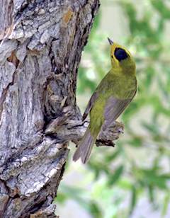 The Wilson warbler migrates through New Mexico from beyond the Arctic circle to South America!