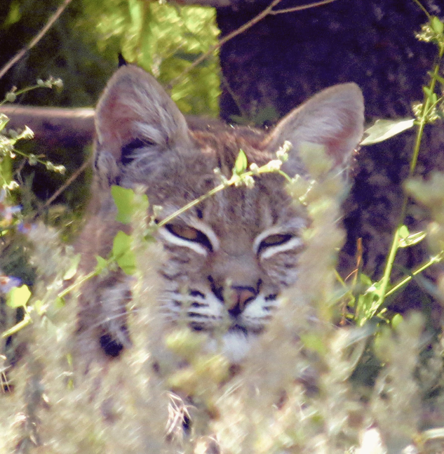 A bobcat in the bush and a partridge in a pear tree A bobcat in the bush and a partridge in a pear tree