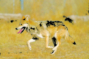 mexican_wolf_2_yfb-edit_1-courtesy-sevilleta