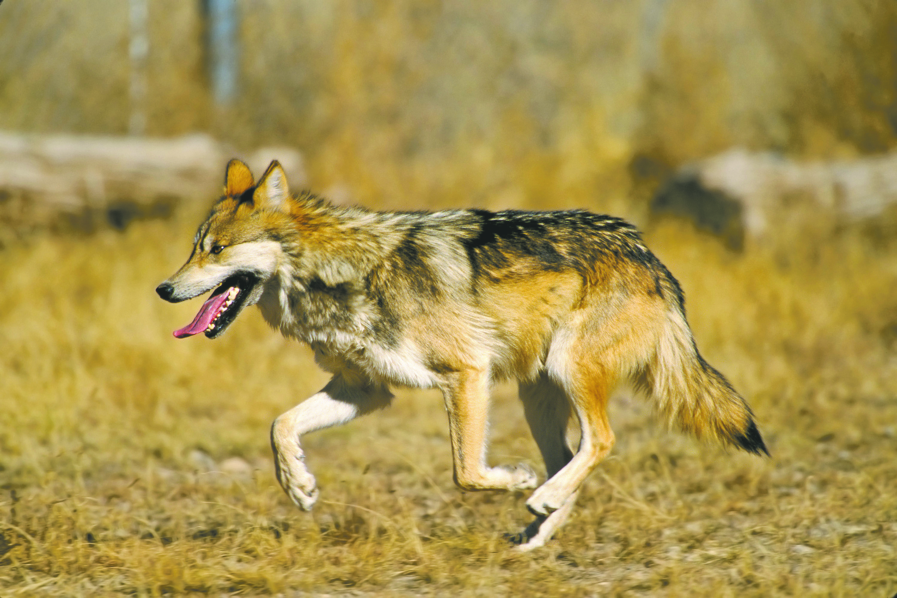 Tell U.S. Fish and Wildlife to fix its plan for wolf recovery