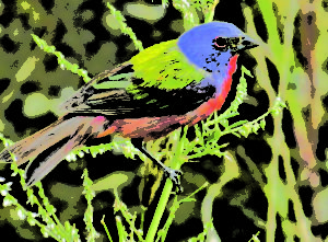 painted-bunting-small