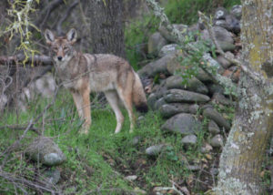 Coyote-Killing Contest Bill Passes NM Senate