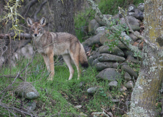 Coyote-Killing Contest Bill Passes NM Senate Coyote-Killing Contest Bill Passes NM Senate