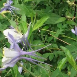 Trip Report – San Pedro Parks