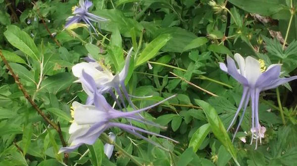 Trip Report – San Pedro Parks