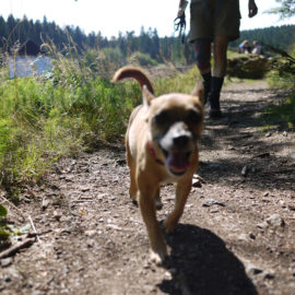 Dogs Welcome on Santa Fe NF, But Owners Have Responsibilities