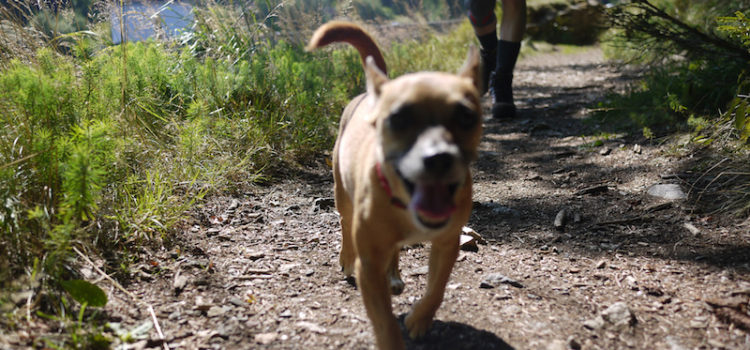 Dogs Welcome on Santa Fe NF, But Owners Have Responsibilities Dogs Welcome on Santa Fe NF, But Owners Have Responsibilities