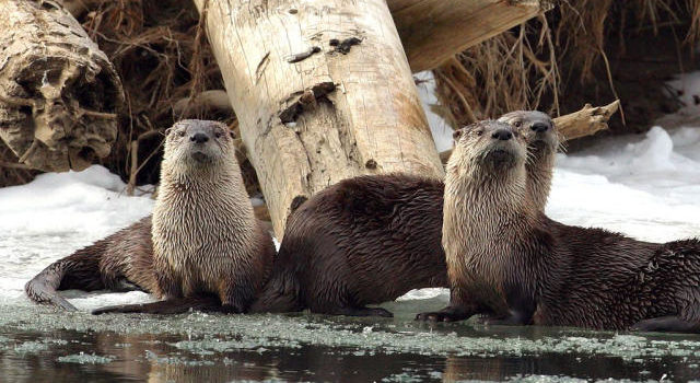 Sierra Club Fall Talk – Wednesday, September 6