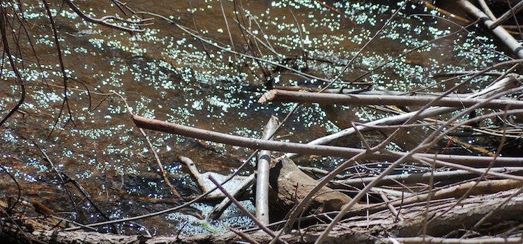 Beaver-treated water in Santa Fe Beaver-treated water in Santa Fe