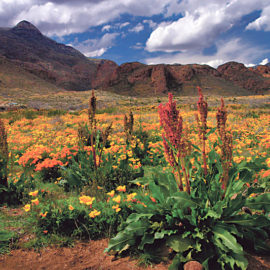 Sierra Club El Paso Group statement on Castner Range designation as National Monument Sierra Club El Paso Group statement on Castner Range designation as National Monument