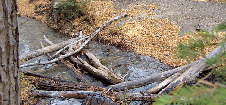Carson National Forest jeopardizes its rivers Carson National Forest jeopardizes its rivers