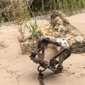 As NM trapping season ends, awful incidents spotlight need for reform As NM trapping season ends, awful incidents spotlight need for reform