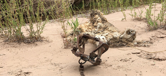 As NM trapping season ends, awful incidents spotlight need for reform As NM trapping season ends, awful incidents spotlight need for reform