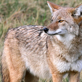 Sierra Club responds to land commissioner’s ban on killing contests