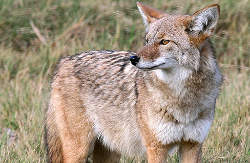 Sierra Club responds to land commissioner’s ban on killing contests