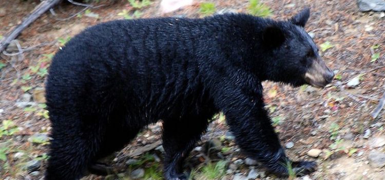 Bear talk at PEEC – October 19