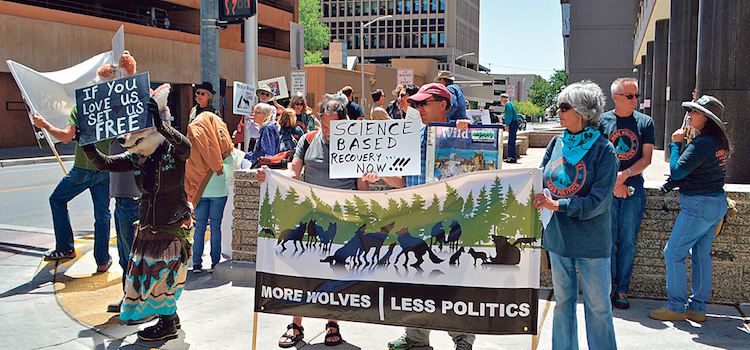 Five Mexican gray wolves dead in November Five Mexican gray wolves dead in November