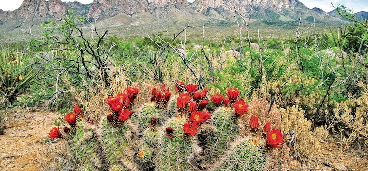 Celebrate five years of Organ Mountains Desert Peaks Monument Celebrate five years of Organ Mountains Desert Peaks Monument