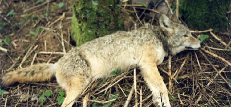 Wildlife Services – Doña Ana County Wildlife Services – Doña Ana County