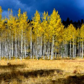 Make the Gila Forest Plan Better