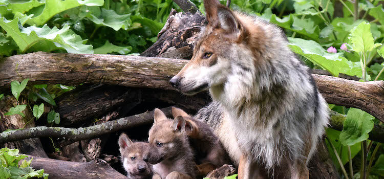 Wolf news, good and bad Wolf news, good and bad