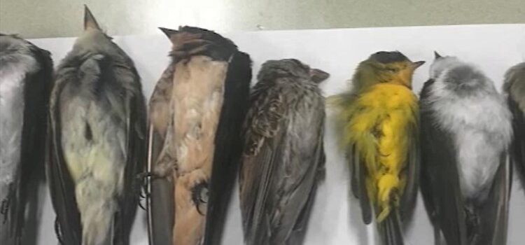 These songbirds fly on 