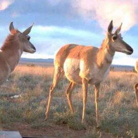 Broad Coalition of New Mexicans Praise Governor’s New Executive Order to Protect 30% of Lands and Waters by 2030 Broad Coalition of New Mexicans Praise Governor’s New Executive Order to Protect 30% of Lands and Waters by 2030