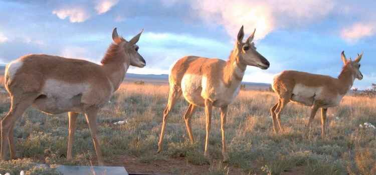 Broad Coalition of New Mexicans Praise Governor’s New Executive Order to Protect 30% of Lands and Waters by 2030 Broad Coalition of New Mexicans Praise Governor’s New Executive Order to Protect 30% of Lands and Waters by 2030