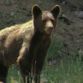 Science is missing from the bear and cougar proposals Science is missing from the bear and cougar proposals